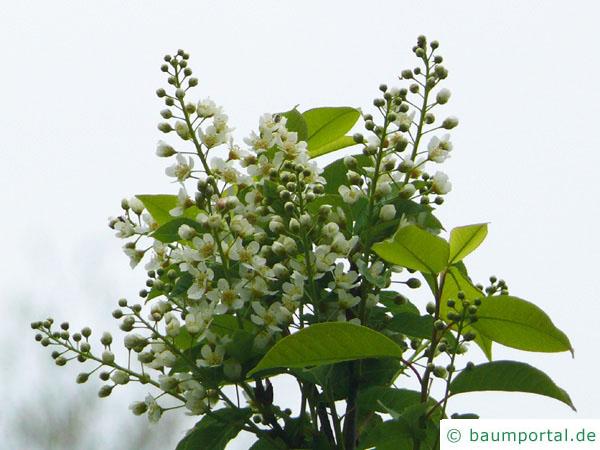 Trauben-Kirsche (Prunus padus) Blüten