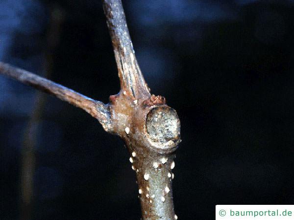 Trompetenbaum (Catalpa bignonioides) Blattnarbe