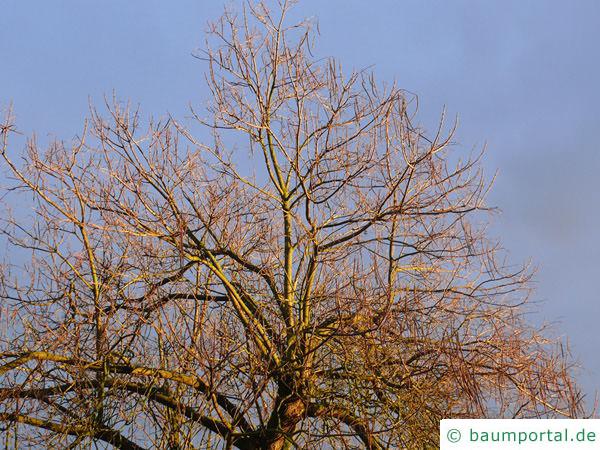 Trompetenbaum (Catalpa bignonioides) Krone im Winter