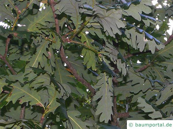 Ungarische Eiche (Quercus fainetto) Blätter