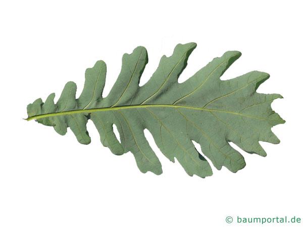 Ungarische Eiche (Quercus fainetto) Unterseite Blatt