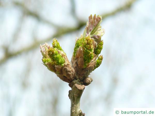 Ungarische Eiche (Quercus fainetto) Blüte