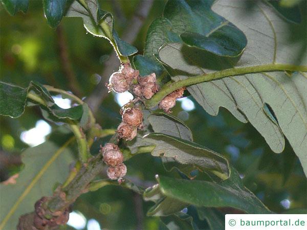 Ungarische Eiche (Quercus fainetto) Fruchtansatz im Frühsommer