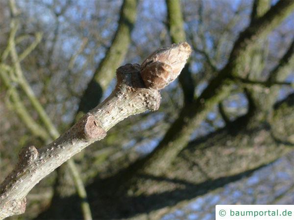 Ungarische Eiche (Quercus fainetto) Knospe