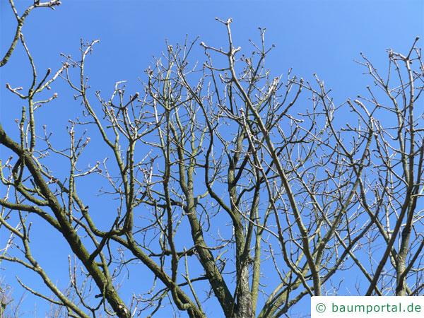 Ungarische Eiche (Quercus fainetto) Baumkrone im Winter
