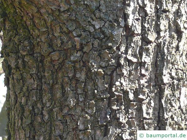 Ungarische Eiche (Quercus fainetto) Stamm / Rinde / Borke