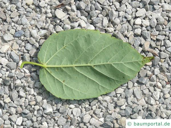 Vermont-Ahorn (Acer spicatum) Blatt Unterseite