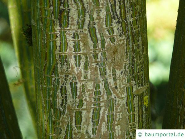 Vermont-Ahorn (Acer spicatum) Stamm / Rinde / Borke