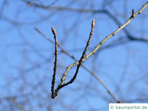 virginische Trauben-Kirsche (Prunus virginiana) Zweig mit Knospen
