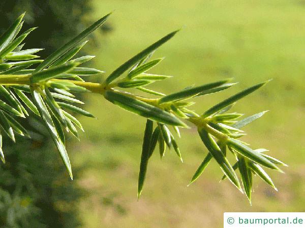 Wacholder (Juniperus communis) Nadel