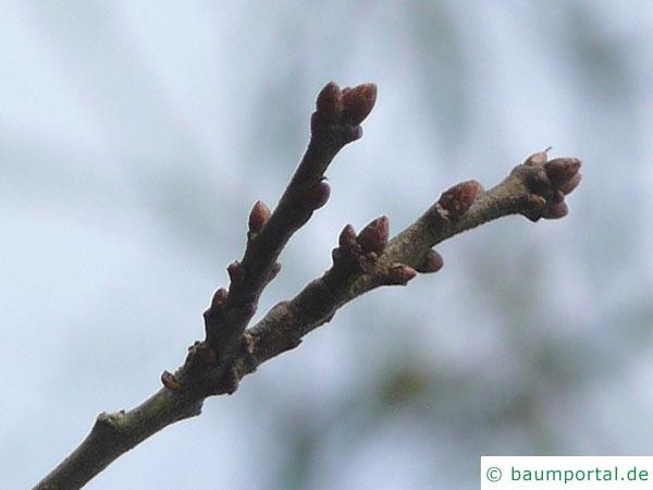 Weiden-Eiche (Quercus phellos) Knospen