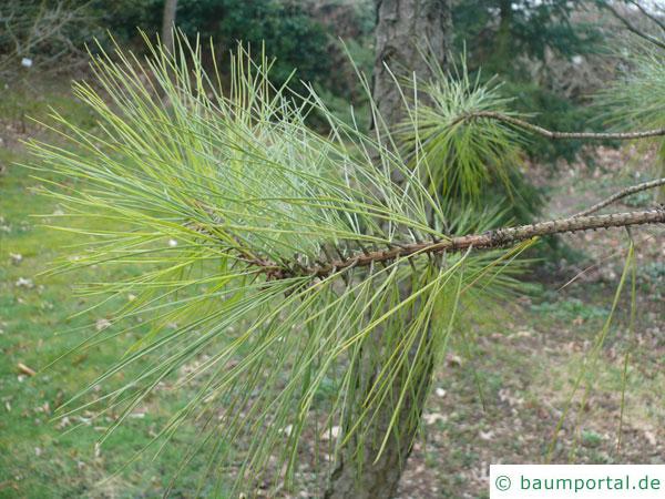 Weihrauch-Kiefer (Pinus taeda) Zweigende
