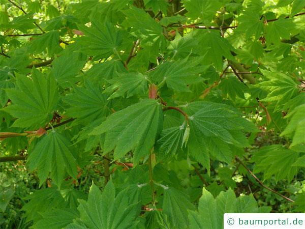 Wein-Ahorn (Acer circinatum) Blätter