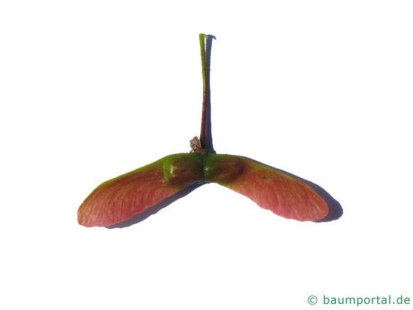 Wein-Ahorn (Acer circinatum) Frucht
