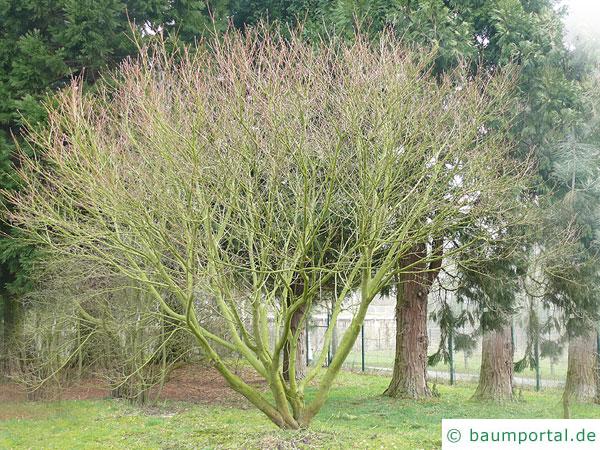 Wein-Ahorn (Acer circinatum) Baum im Winter