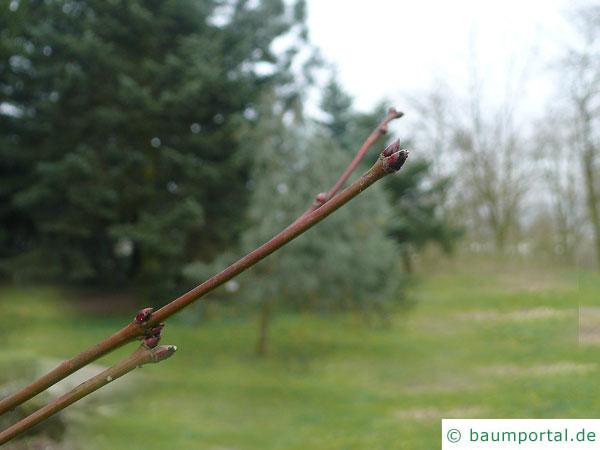 Wein-Ahorn (Acer circinatum) Endknospe