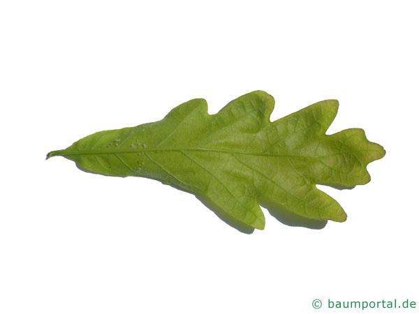 Weiß-Eiche (Quercus alba) Blatt Rückseite