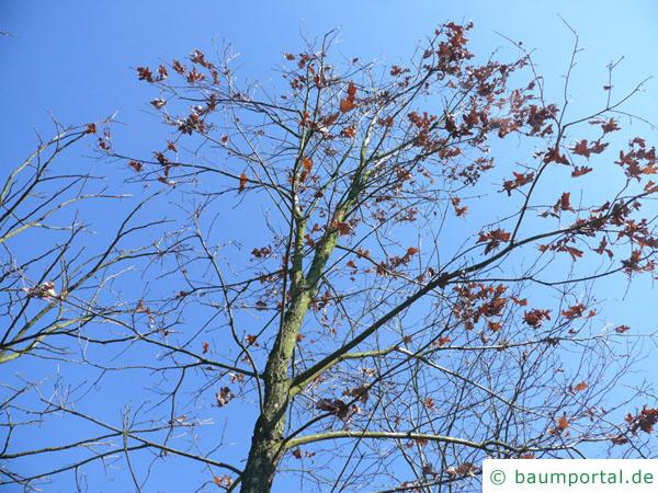 Weiß-Eiche (Quercus alba) Krone im Winter