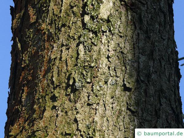 Weiß-Eiche (Quercus alba) Stamm / Rinde / Borke