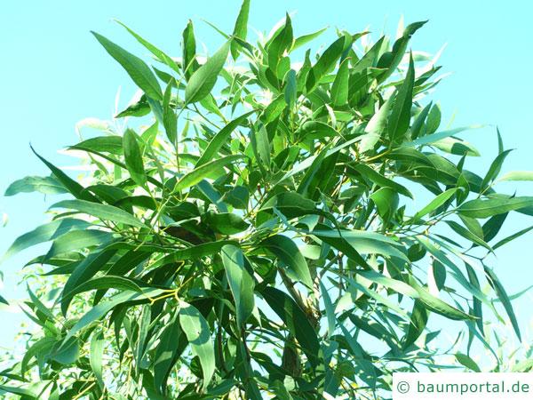 Weißer Mahagoni Eukalyptus (Eucalyptus umbra) Krone junger Baum
