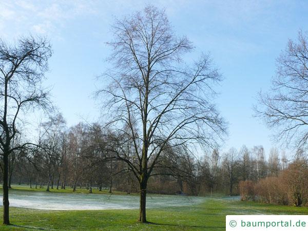 Winter-Linde (Tilia cordata) Baum im Winter