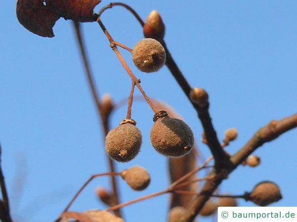 Winter-Linde (Tilia cordata) Frucht