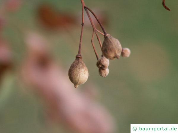 Winter-Linde (Tilia cordata) Früchte im Herbst