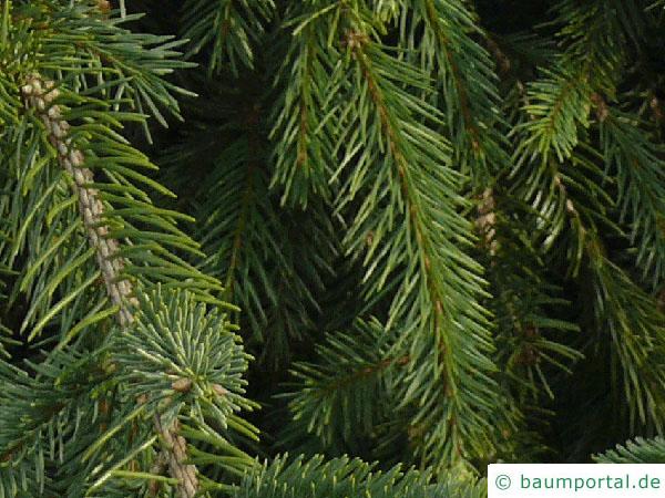 Zapfenfichte (Picea abies 'Acrocona') Nadeln