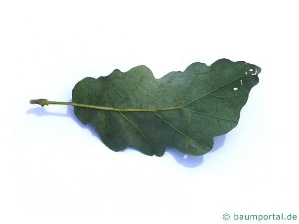 Zerr-Eiche (Quercus cerris) Unterseite Blatt