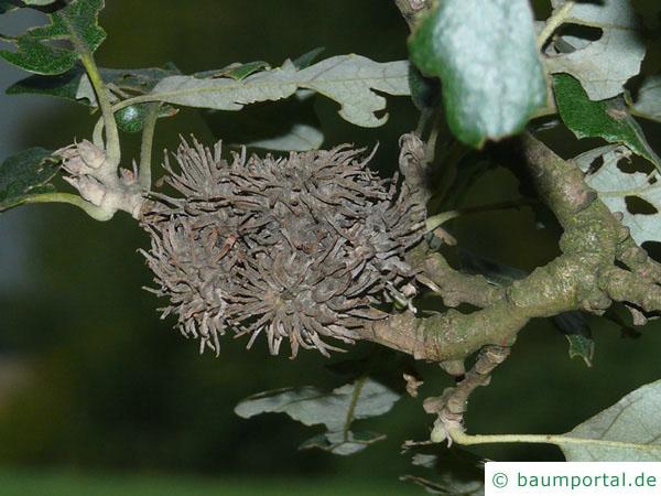 Zerr-Eiche (Quercus cerris) Frucht / Eicheln