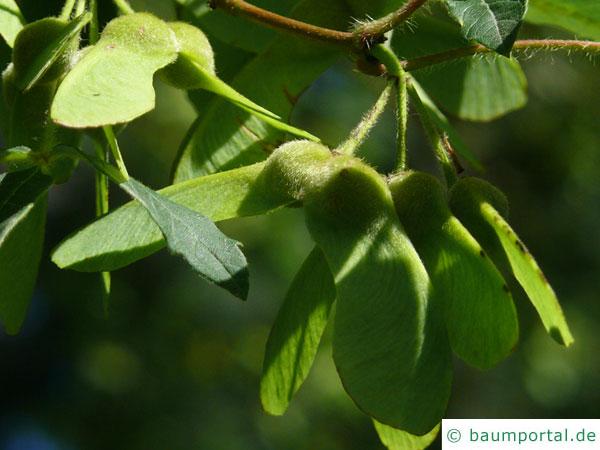Zimt-Ahorn (Acer griseum) Blätter und Früchte