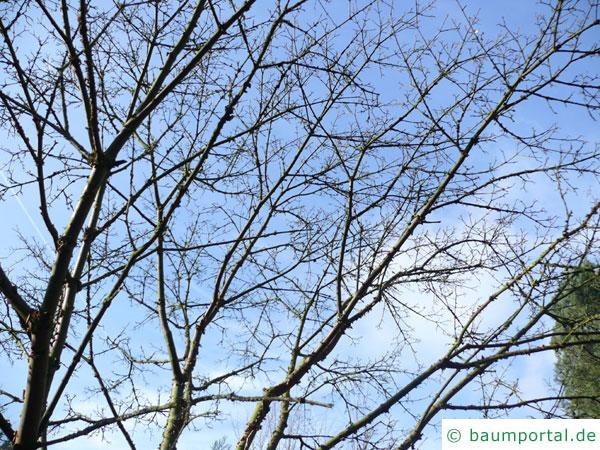 Zimt-Ahorn (Acer griseum) Baumkrone im Winter
