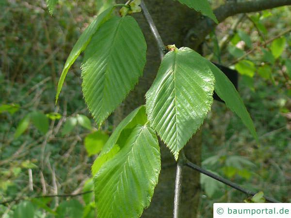 Zucker-Birke (Betula lenta) Blätter