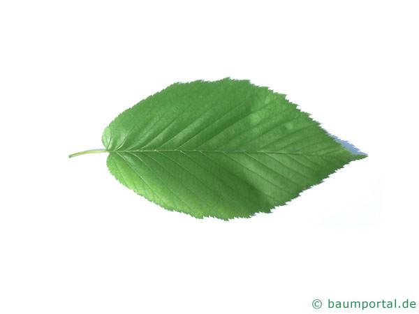 Zucker-Birke (Betula lenta) Blatt