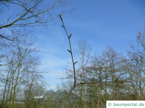 Zucker-Birke (Betula lenta) Knospe