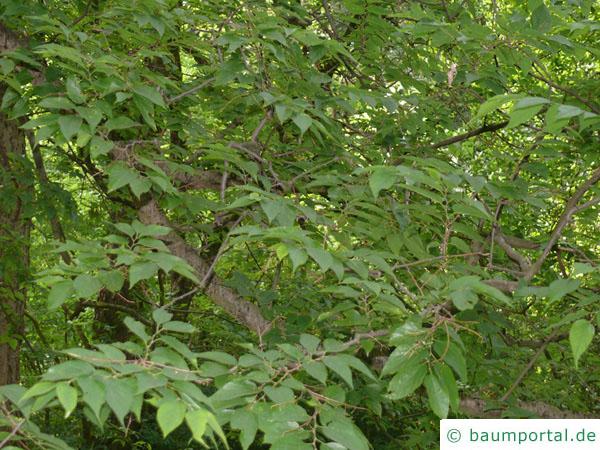 amerikanischer Zürgelbaum (Celtis occidentalis) Blätter