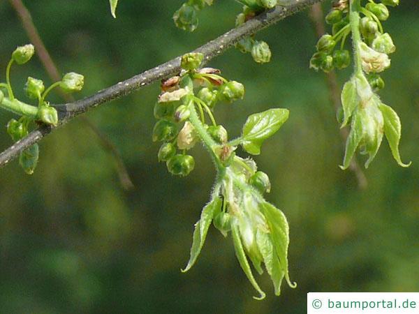 amerikanischer Zürgelbaum (Celtis occidentalis) Blütenknospen