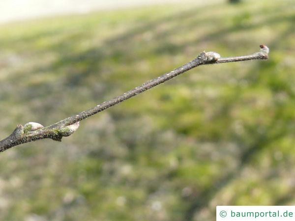 amerikanischer Zürgelbaum (Celtis occidentalis) Knospe