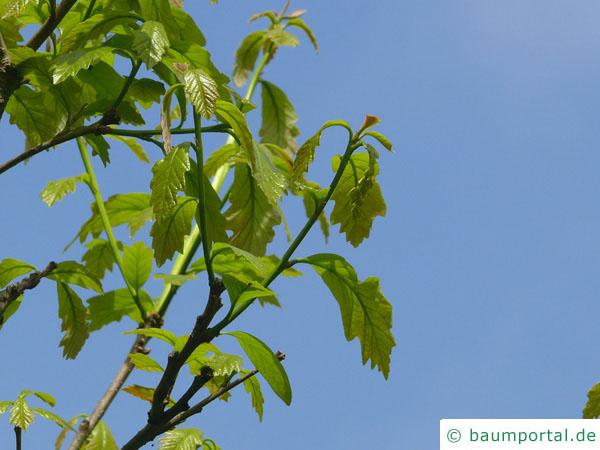 zweifarbige Eiche (Quercus bicolor) im Austrieb