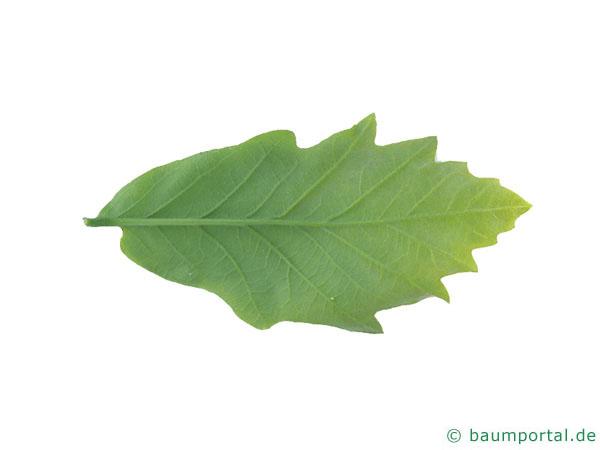 zweifarbige Eiche (Quercus bicolor) Blatt Unterseite