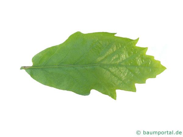 zweifarbige Eiche (Quercus bicolor) Blatt