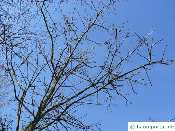 zweifarbige Eiche (Quercus bicolor) Krone im Winter