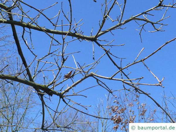 zweifarbige Eiche (Quercus bicolor) Zweige