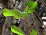 orientalische Erle (Alnus orientalis) Blätter