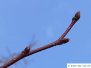 riesenblättrige Linde (Tilia americacna 'Nova') Knospen