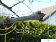 Arizona-Esche (Fraxinus velutina) Knospen