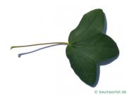 Felsen-Ahorn (Acer monspessulanum) Blatt