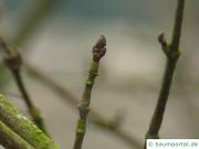 Felsen-Ahorn (Acer monspessulanum) Endknospe im Winter
