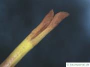 Flügelnuss (Pterocarya fraxinifolia) Endknospe