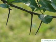 frostiger Weißdorn (Crataegus pruinosa) Zweig mit langen Dornen